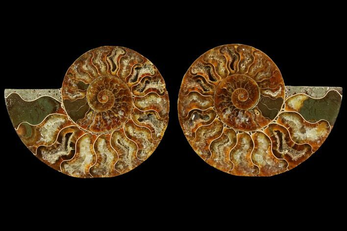 Sliced Ammonite Fossil - Agatized #116784